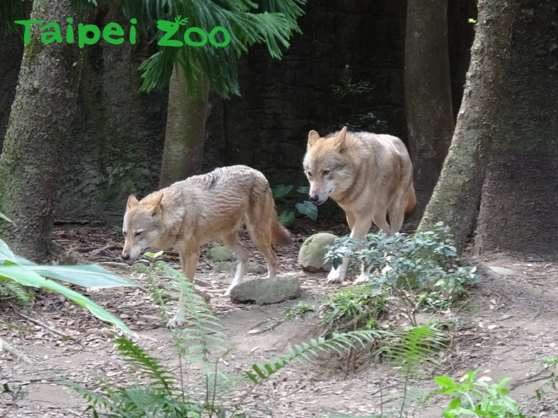 北美灰狼「沃夫」多年來苦苦追求「蘿拉」。   圖：北市動物園／提供