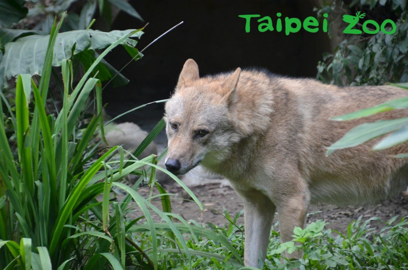 每年農曆過年後大約就是北美灰狼的繁殖季。   圖：北市動物園／提供