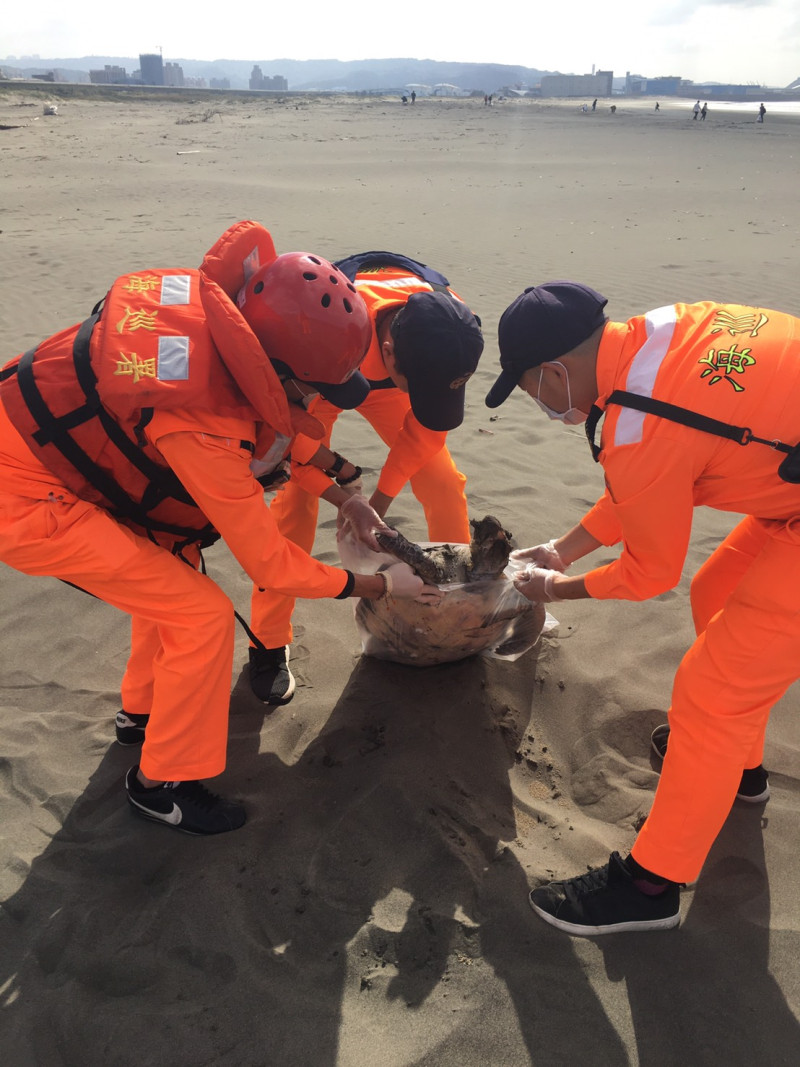 新北八里昨（23）日稍晚也發現一隻死亡綠蠵龜。   圖：海巡署／提供