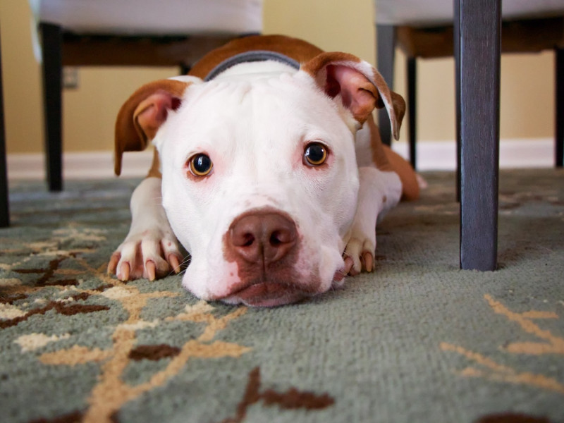 狗狗可以感知人類的情緒，因此牠們常被訓練成治療犬。   