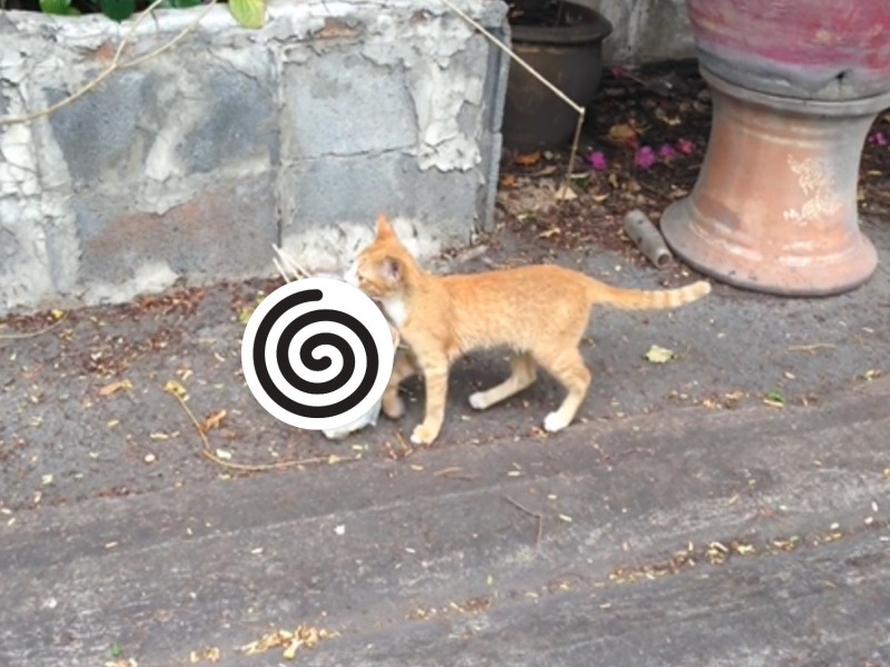 因為戰利品太豐盛，讓橘貓只能緩緩地走路。   圖／FB@O.g. Rock