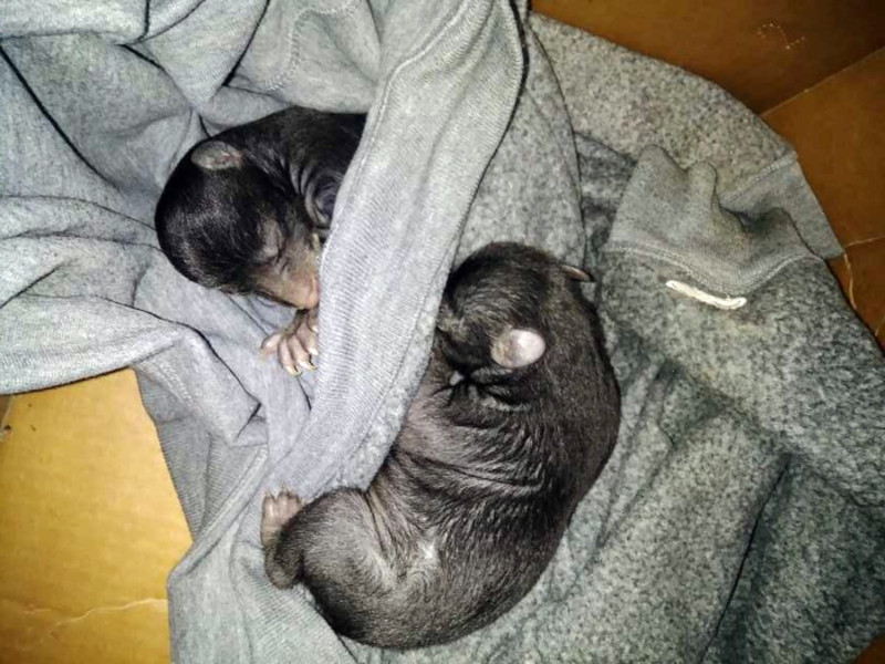 這兩隻體重不到450克的小動物，掌部和狗狗的長得不同，牠們根本就不是幼犬，而是黑熊寶寶！   圖／Camden County Sheriff’s Office