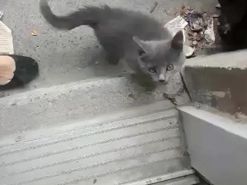 小灰貓「凱拉」自己上門要求主人收編。   圖／Chatons Orphelins Montréal