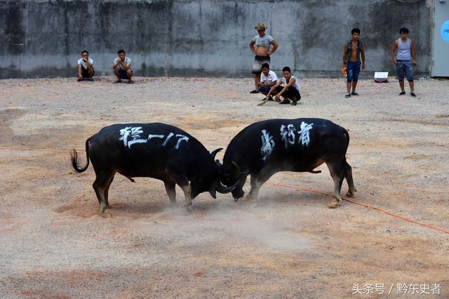 貴州劍河縣苗族有鬥牛的傳統。   圖：翻攝自黔東史者微信（資料照片）