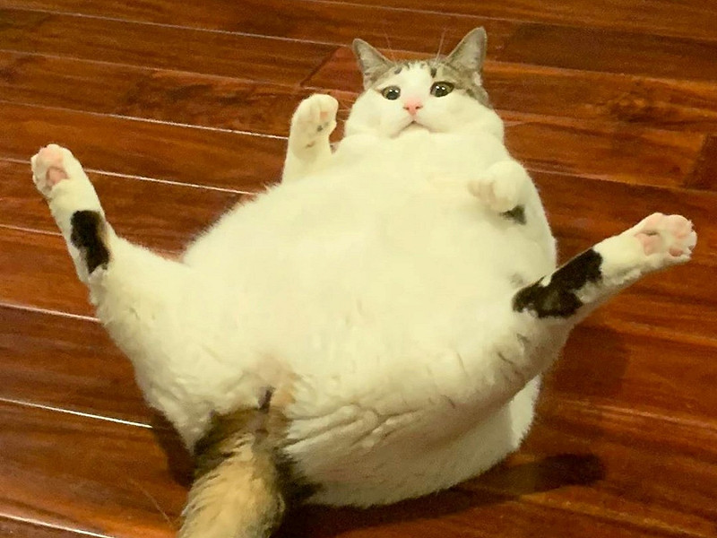 因為太胖，貓咪「桃子」有些地方理不到毛，心裡感到憂鬱。   圖／IG@peaches.fat.cat