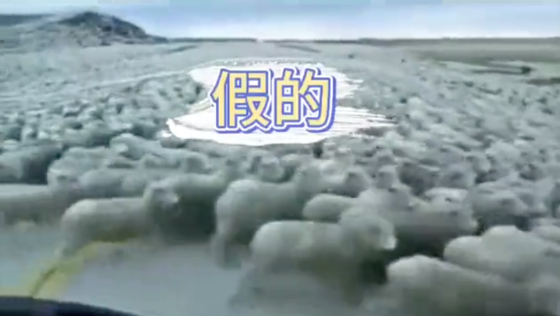 網路流傳有大批羊隻從蒙古趕往中國。   圖：翻攝自中國「環球網」