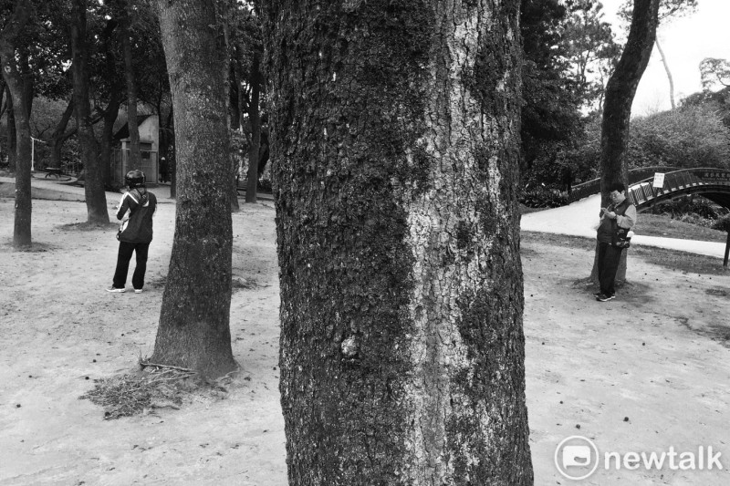 兩位民眾隔著幾棵樹玩寶可夢，各自抓寶。   圖：張良一/攝