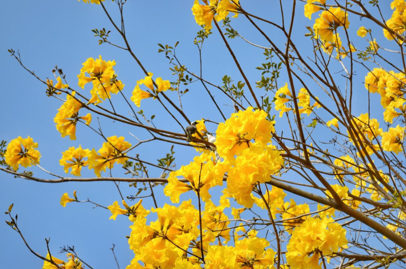 黃花風鈴木這週開始盛開，最佳賞花期預計3月中結束。   圖：翻攝自大玩台中臉書