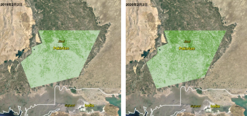 巴基斯坦信德省南部植被茂密程度對照，2020年的茂密程度較去年同期高。 圖：翻攝自澎湃新聞