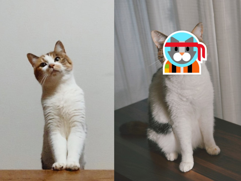 日本推主@heltune很喜歡捕捉自家貓貓微笑的瞬間，沒想到卻拍到了超毋湯的表情。   圖／twitter@heltune