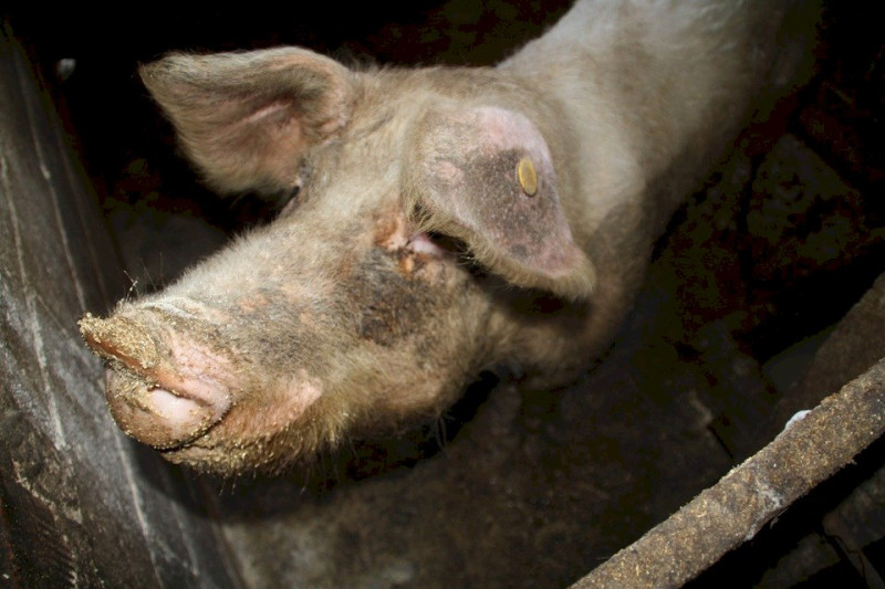 中國的非洲豬瘟疫情嚴重   示意圖片:pixabay，公有領域
