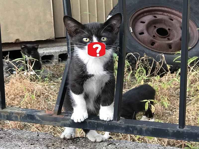 其中這隻小賓士長相非常特別引起推主的注意。   圖／twitter@TOKAITRICK_bot