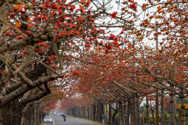 台南木棉花道也到了即將盛開的季節。   圖：台南市觀旅局／提供