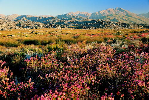 南非開普植物保護區是最世界植物多樣性最高的區域，也是生物熱點。   圖：翻攝自UNESCO網站