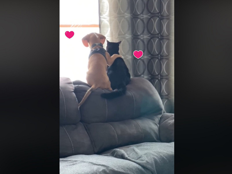 阿波與賈斯伯一狗一貓甜蜜的一幕被主人記錄下來。   圖／翻攝自FB@Lisa Plummer