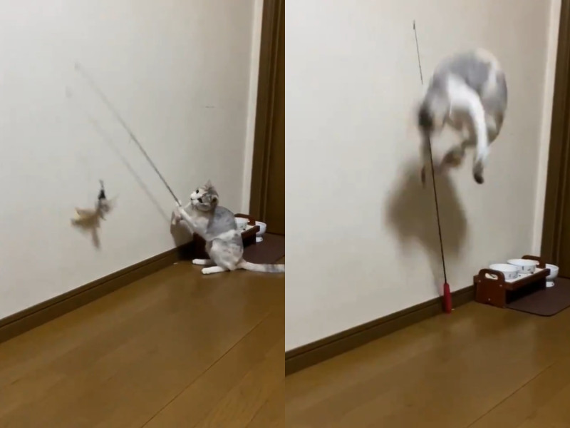 日本三花貓自己勾起逗貓棒自己玩，動作相當熟練。   圖／Twitter@Naomaikyon
