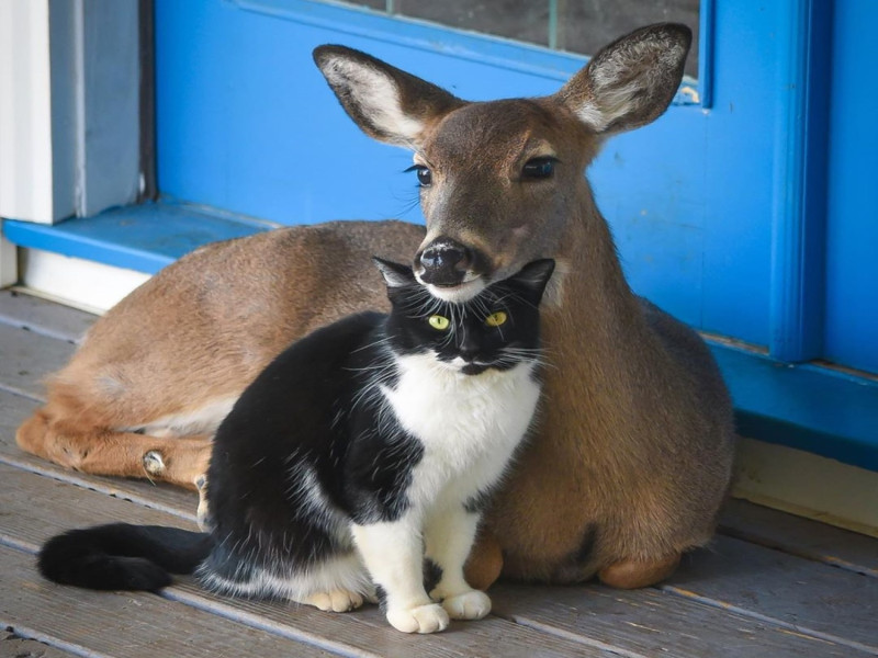 黑白貓歐馬利跟小鹿多蒂締造了一段跨種族的友誼。   圖／翻攝自IG@dottie_thedeer