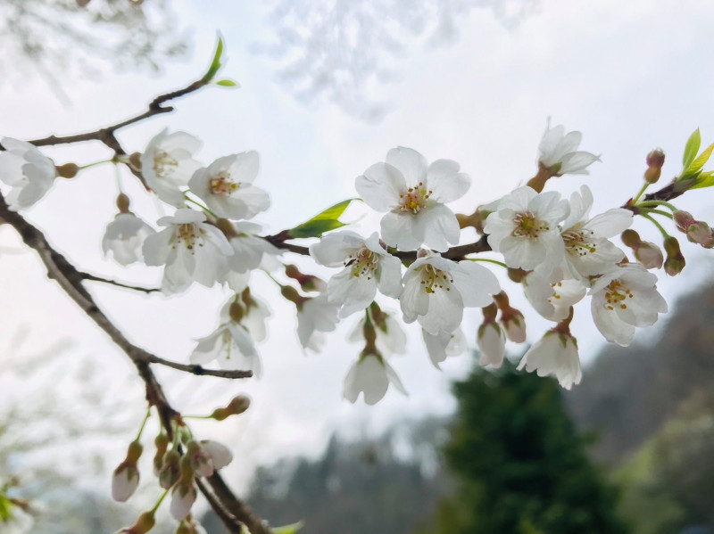 觀霧櫻花朵為白色，風吹落大量花瓣有如飄雪。   圖：圖：翻攝自觀霧國家森林遊樂區臉書 施建宇／攝