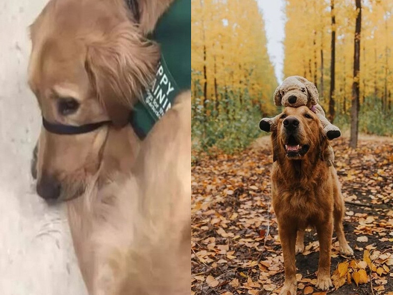 美國一隻黃金獵犬「Gumbo」雖然擁有優良的服務犬血統，但牠似乎不想工作，被訓練中心開除後轉職當網紅。   圖／IG@mycaninelife