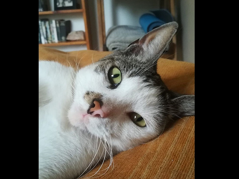 國外一名女子睡醒驚見貓咪闖入自己家，原來牠是鄰居家的貓咪泰德，趁她睡著時溜進來跟她睡在一起。   圖／FB@Tamsyn Bouttell