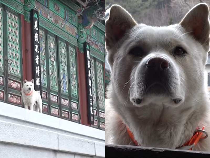 韓國一隻平時住在山中寺廟的狗狗Simdol下山判若兩狗，在山下大受歡迎。   圖／Youtube@SBS TV동물농장x애니멀봐