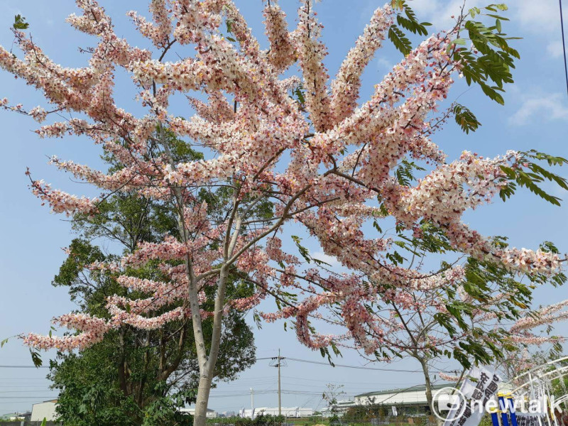泰國櫻花是嘉義縣水上鄉寬士村的季節限定美景。   圖：蔡坤龍/攝