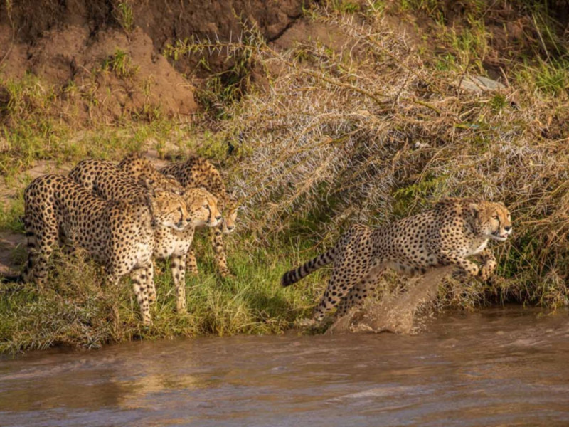 獵豹們看著湍急的水流相當不安，在岸邊來來去去尋找能渡河的地方。   圖／Buddhilini De Soyza