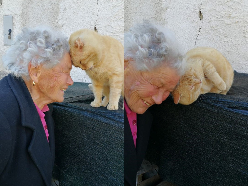 橘貓一看到朵拉老奶奶就認出老朋友，上前頭碰頭甜蜜撒嬌。   圖／Facebook@Mimma Bei