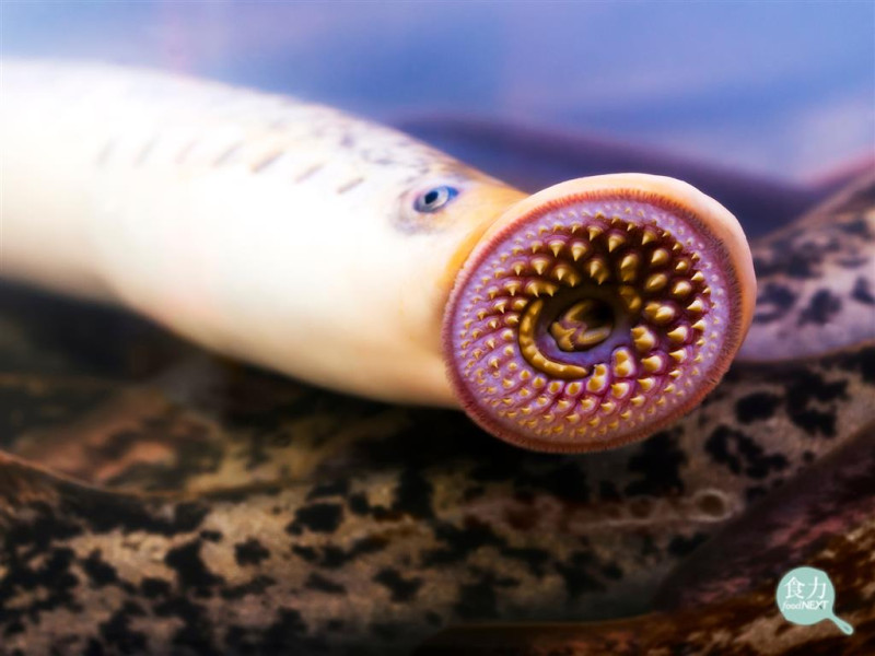 八目鰻的口腔吸盤尖齒，看起來相當可怕。   圖：食力／提供