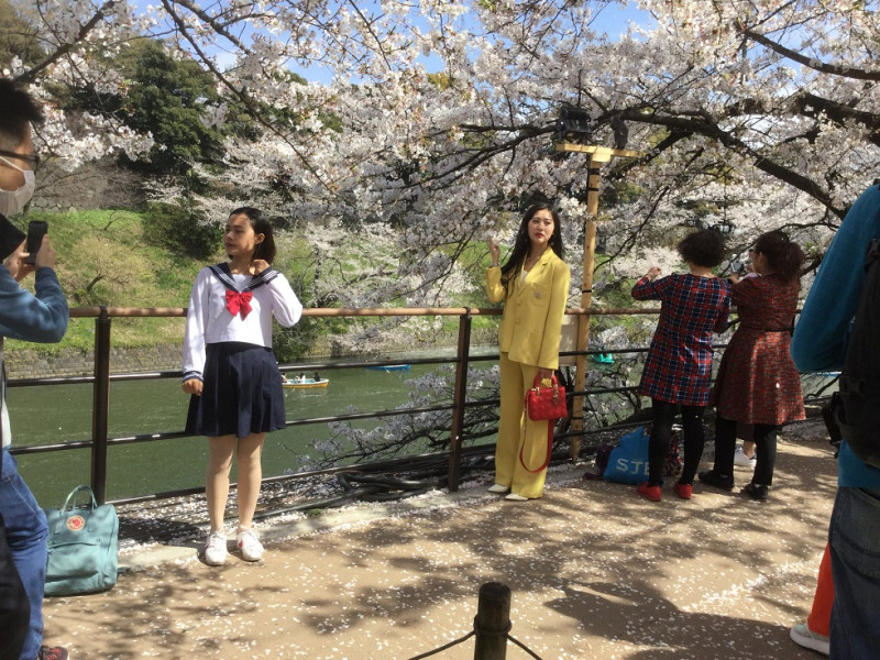 去年賞櫻陸客多，攀扯櫻花拍照引起日本社會反感。   圖：劉黎兒攝影