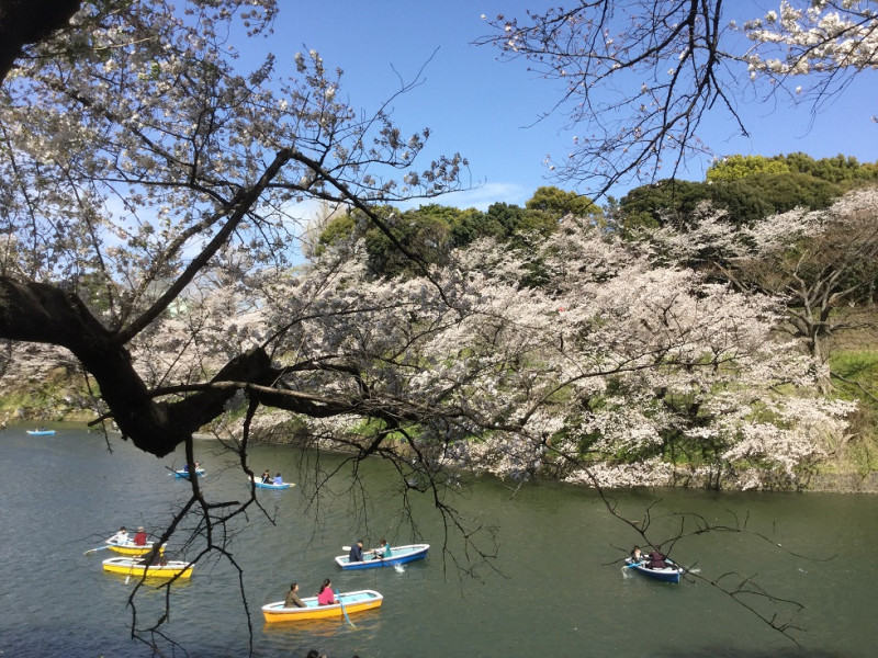 日本櫻花還是最吸引人的觀光資源，不過21日起，日本也成半鎖國。(圖為去年櫻花盛開模樣)  圖：劉黎兒攝影