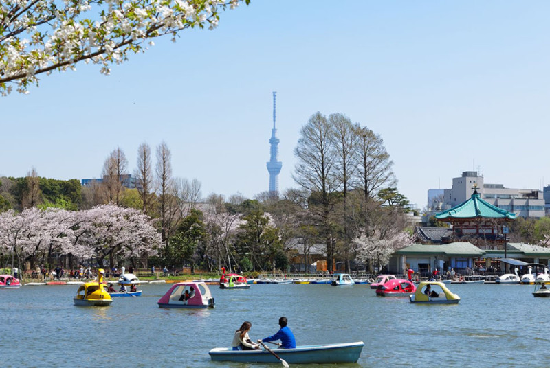 東京上野公園湧入賞櫻遊客，疫情擋不住日本人對櫻花的熱愛。（資料照）   圖：翻攝自GOTOKYO網站
