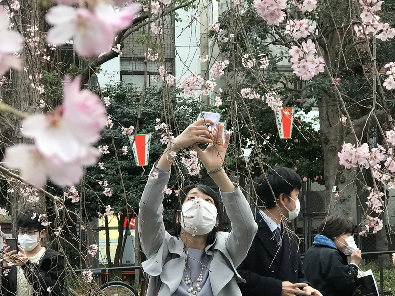 東京上野恩賜公園有上千株櫻花，每年可吸引逾300萬賞櫻客。入口處的枝垂櫻盛開，許多遊客在此拍照打卡。   圖:中央社