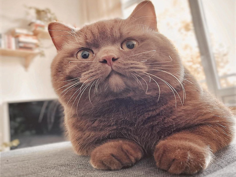 荷蘭一隻網紅貓有少見的可可色毛髮，被許多粉絲直呼牠簡直就是真人版的「熊大」。   圖／IG@gentlebear.massimo