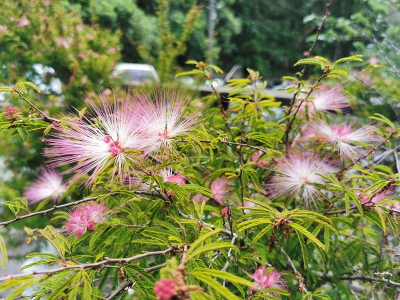 台灣常栽培的另一種粉撲花-蘇利南合歡，花色為粉紅色。   圖：台北市工務局／提供