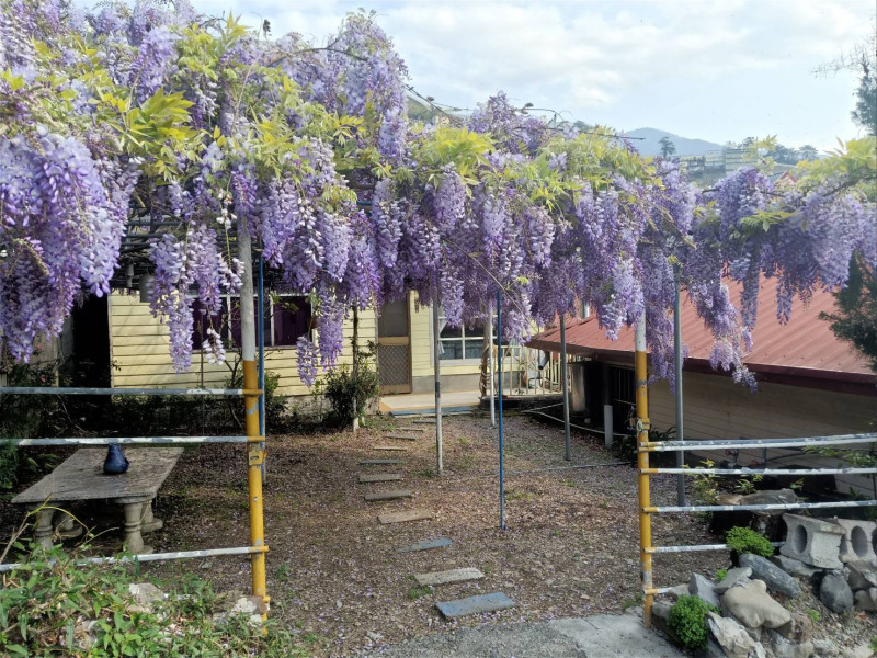 梨山的紫藤花三月下旬盛開。   參山處/提供