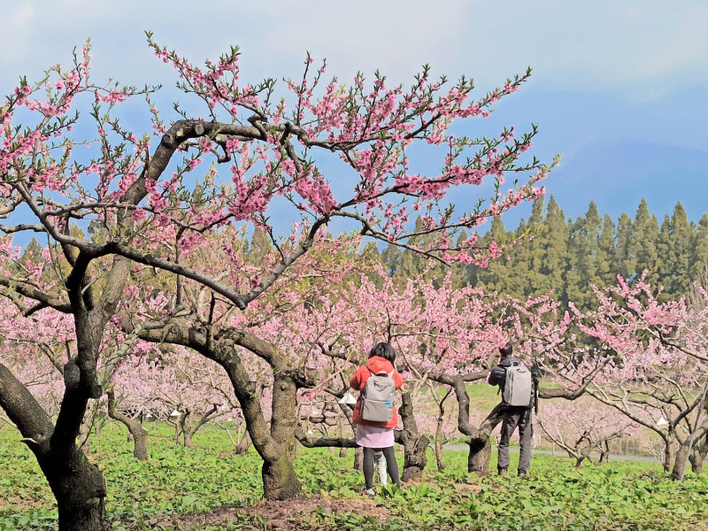 福壽山農場的櫻花仍盛開。   參山處/提供