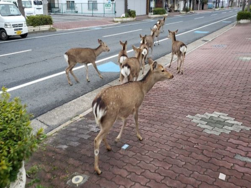 原本繁忙的街道變冷清，因此小鹿也跑到市區探險。   圖／twitter@okadennis