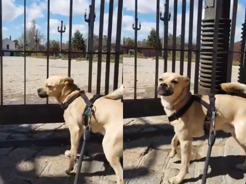 西班呀一隻狗狗默菲因為疫情關係無法去最愛的公園玩耍，一臉委屈。   圖／Twitter@hacerle
