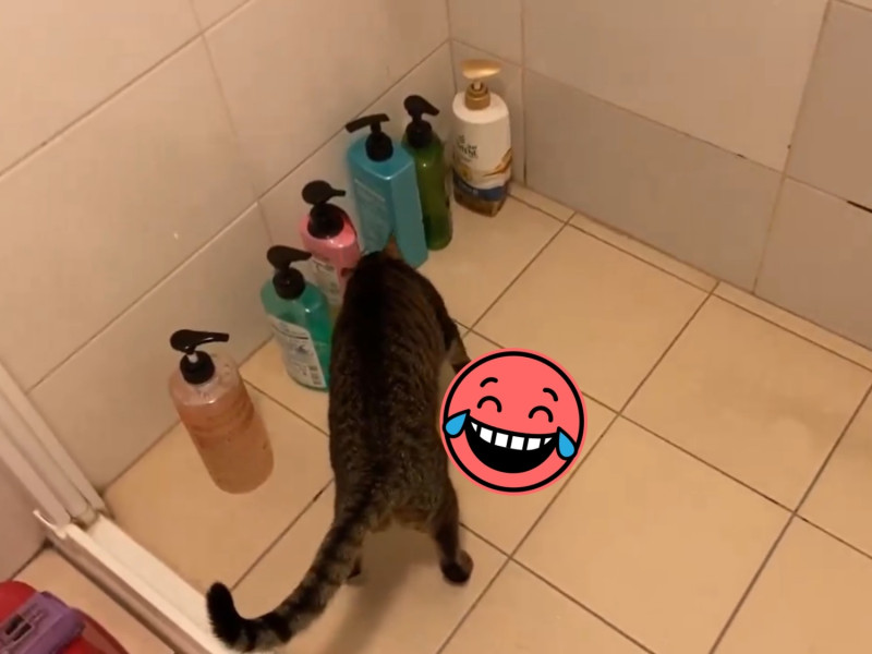 虎斑貓一聞到廁所有臭臭的味道，便主動開始進行撥砂的動作。   圖／網友YuPing Chuang提供