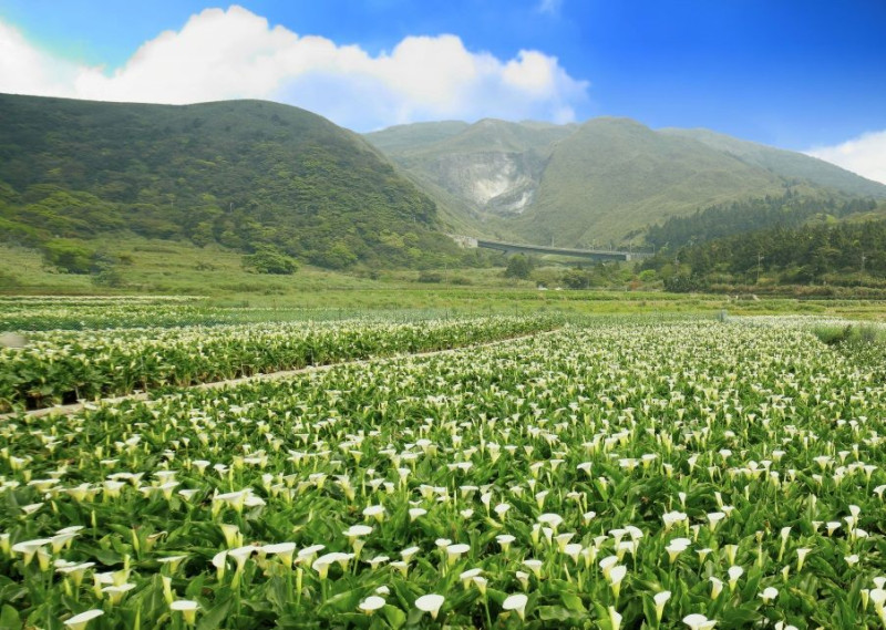 今年竹子湖海芋季及繡球花季將在3月27日登場，至6月21日止。   圖：台北市產業發展局／提供