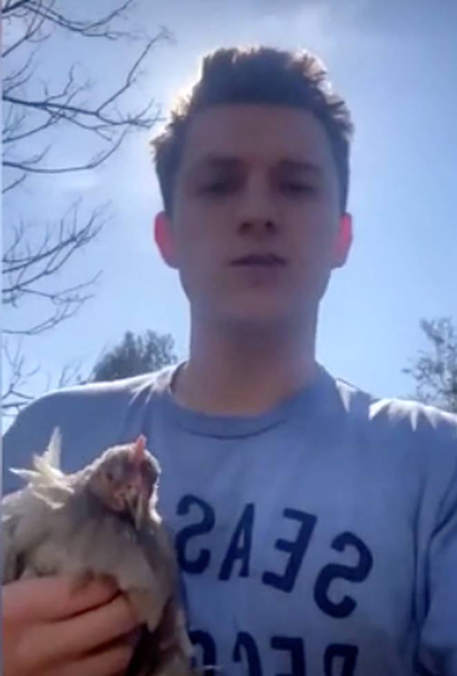 湯姆霍蘭德因為買不到雞蛋，到農場買了三隻母雞。   圖：取自湯姆霍蘭德Instagram