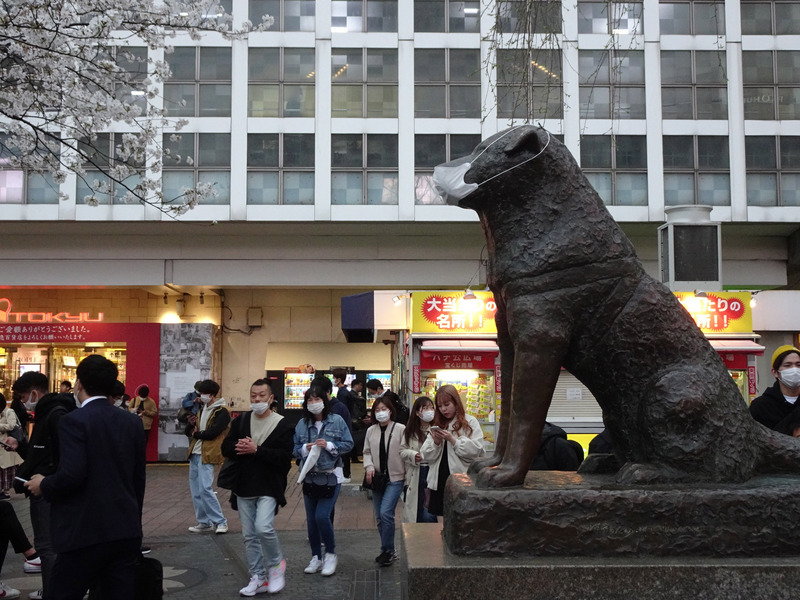 東京武漢肺炎確診者達299人，鬧區澀谷知名十字路口仍有大批人潮，許多人戴口罩，就連知名的忠犬小八塑像也被戴上口罩。   圖/中央社