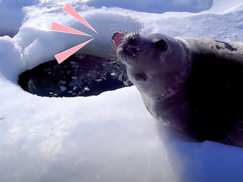 這隻小海豹似乎還不是很喜歡水，於是一直跟吉德說話，似乎在表達自己真的很害怕。   圖／Facebook@The Dodo