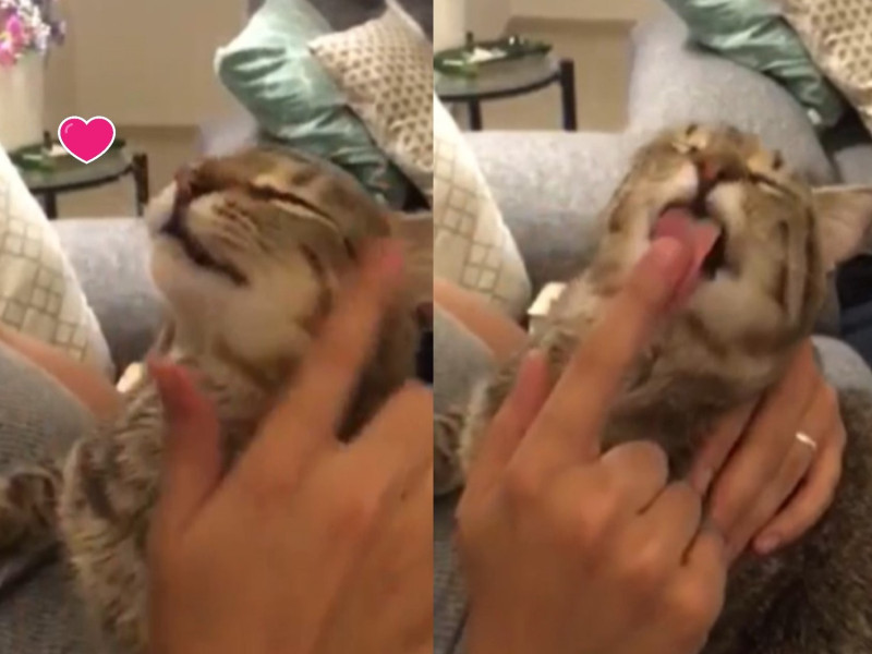 一名reddit用戶分享自己沾貓咪口水幫貓洗臉，就好像取代貓咪的手一樣。   圖／翻攝自FB@Reddit
