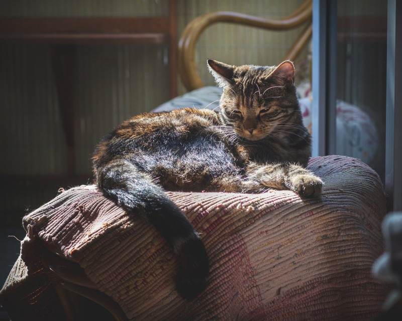 比利時發生一起寵物確診武漢肺炎的案例（圖非當事貓）。   圖：翻攝自Pixabay（資料照片）