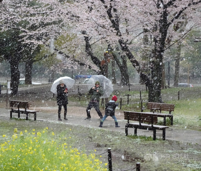 東京今(29)日降雪，難得的雪景加上是櫻花季，儘管有肺炎疫情，有些東京人、外籍遊客仍在雪中用相機捕捉美景。   圖：中央社