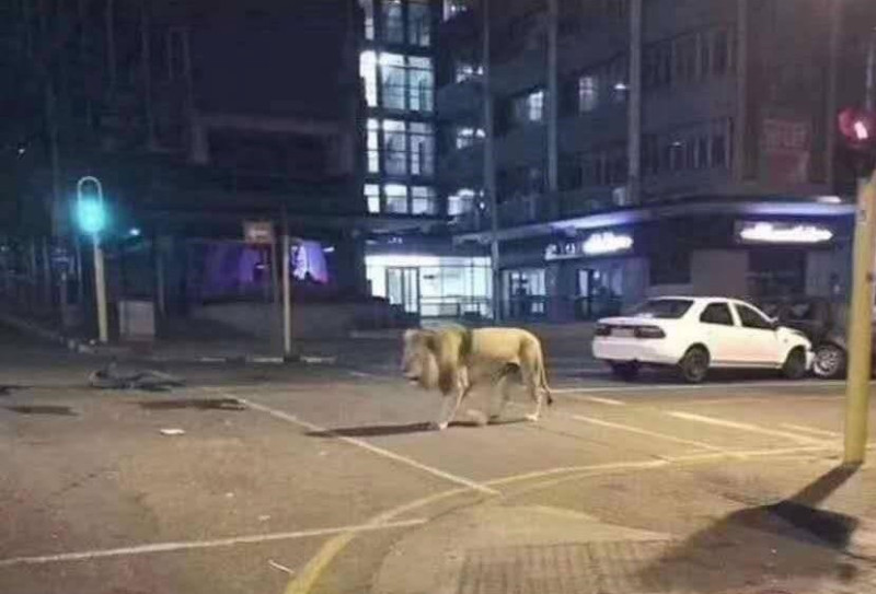 有人日前在社群媒體上PO出一張獅子在街頭遊蕩的照片，直指俄國總統普丁（Vladmir Putin）放了800隻獅子上街，阻止民眾外出，對此，俄國外交部澄清，這是一個笑話。   圖：翻攝自臉書