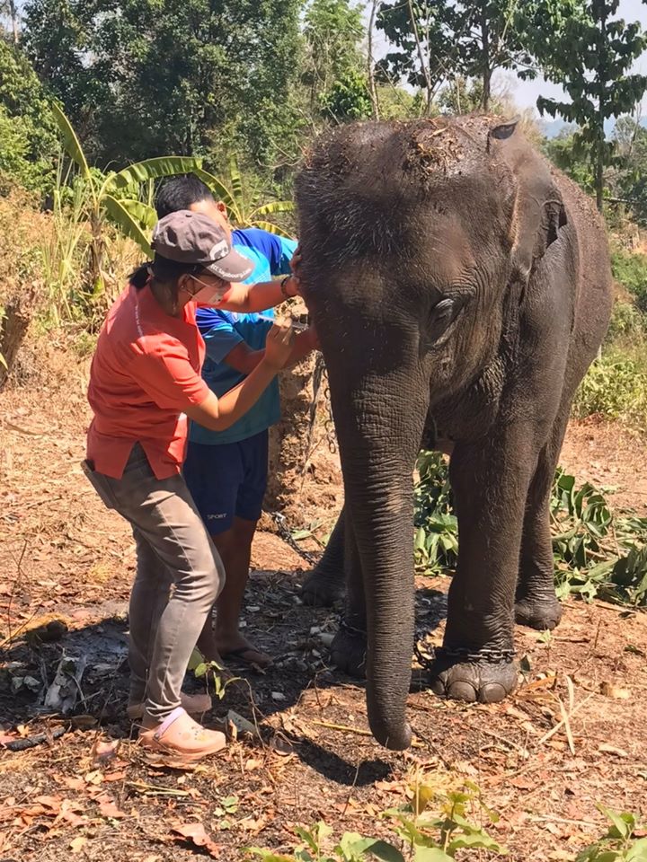 武漢肺炎疫情衝擊泰國觀光，在景點工作的大象面臨失業危機。   圖：翻攝泰國大象聯盟協會臉書