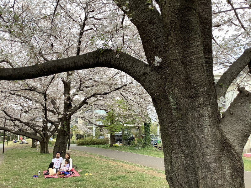 因為自肅,偌大的公園與櫻花美景只有少數人獨佔。 圖:劉黎兒攝影 因為自肅,偌大的公園與櫻花美景只有少數人獨佔。 圖:劉黎兒攝影